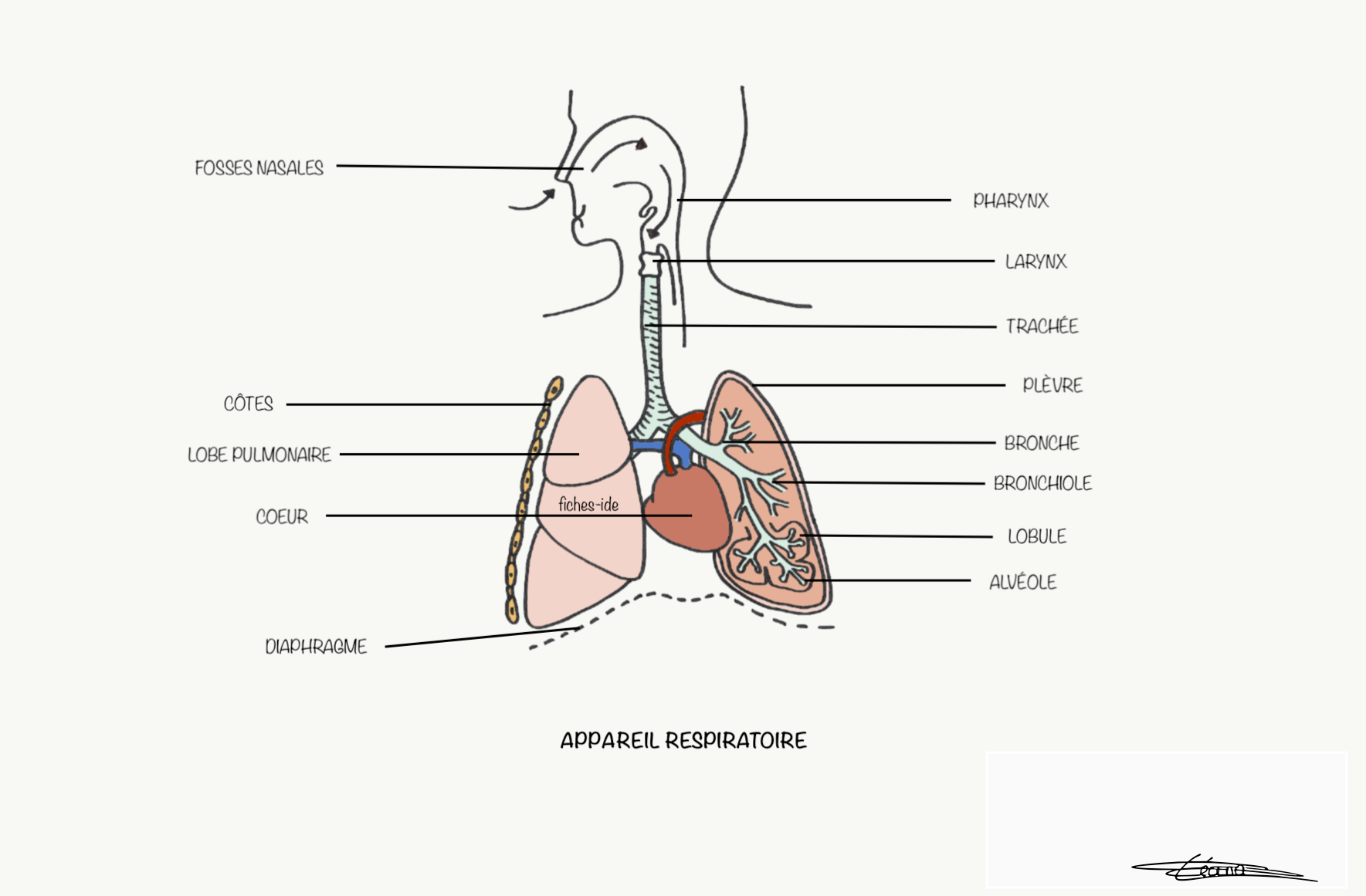 Diagramme de appareil respiratoire