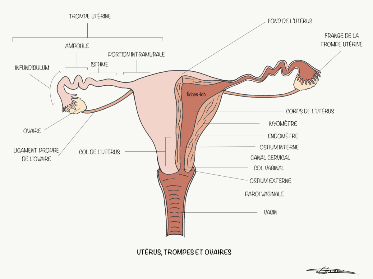 Utérus, trompes et ovaires Fiches IDE