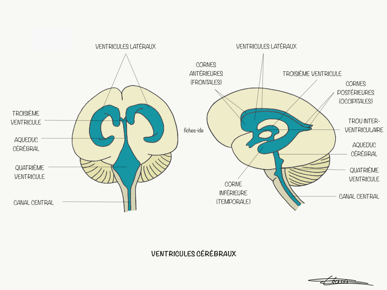 Ventricules cérébraux Fiches IDE