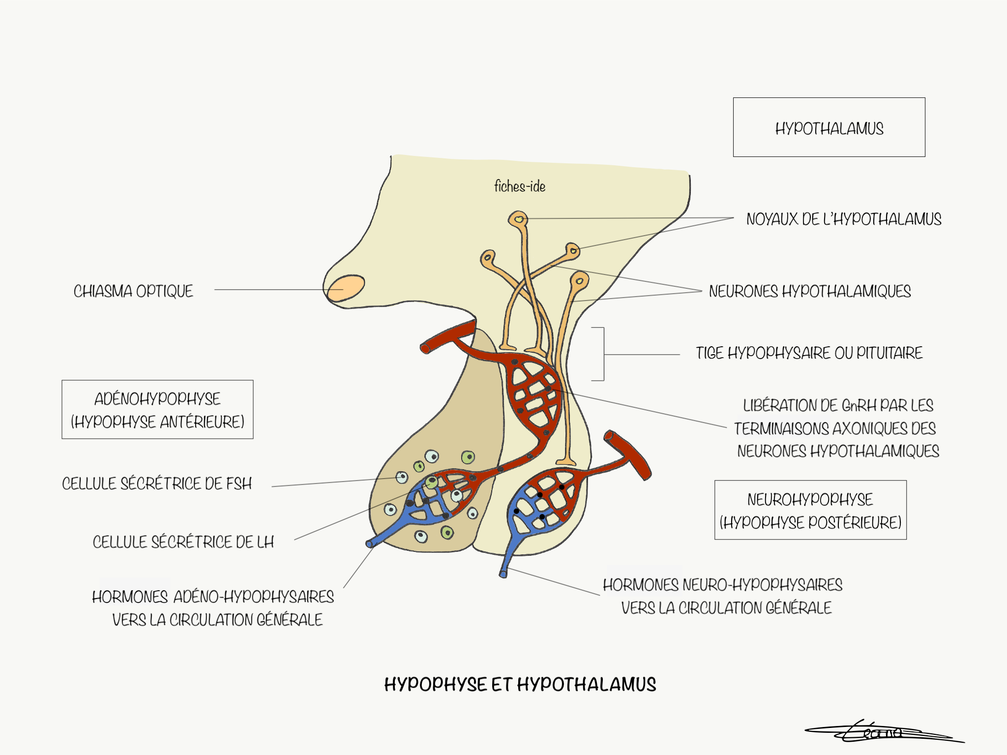 Hypophyse et hypothalamus - Fiches IDE