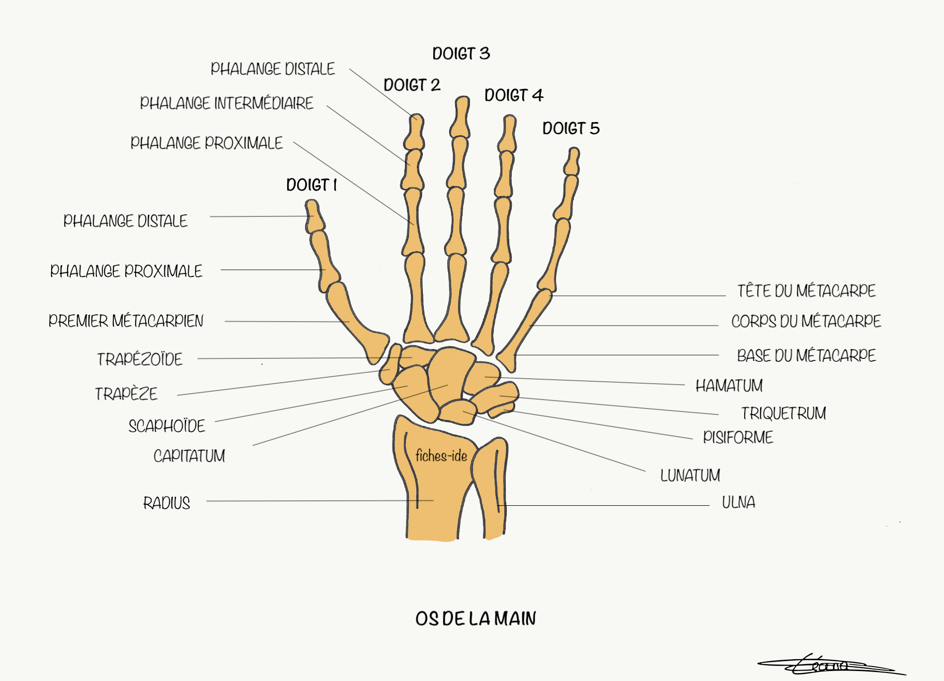 Os de la main - Fiches IDE