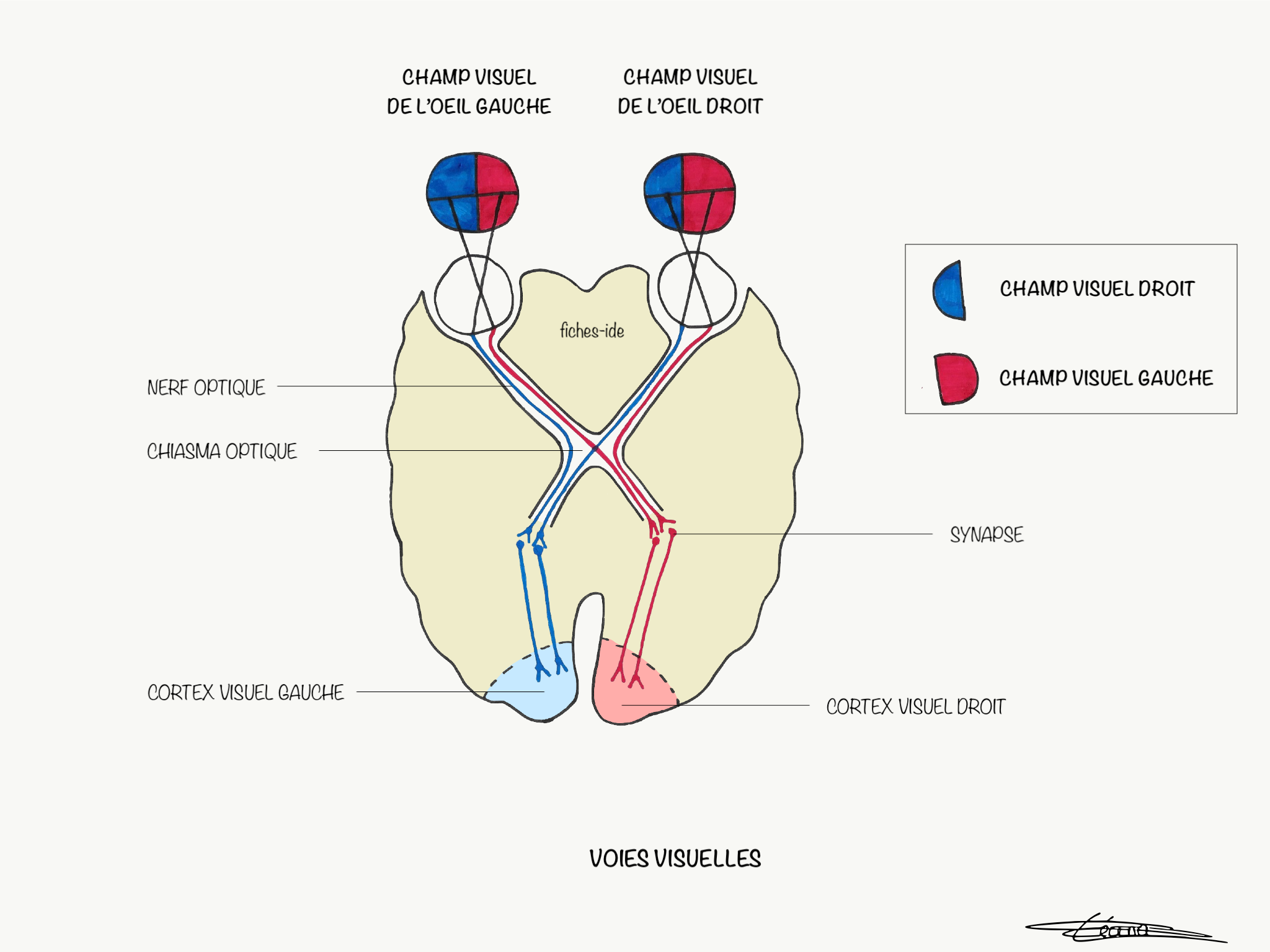 voies visuelles