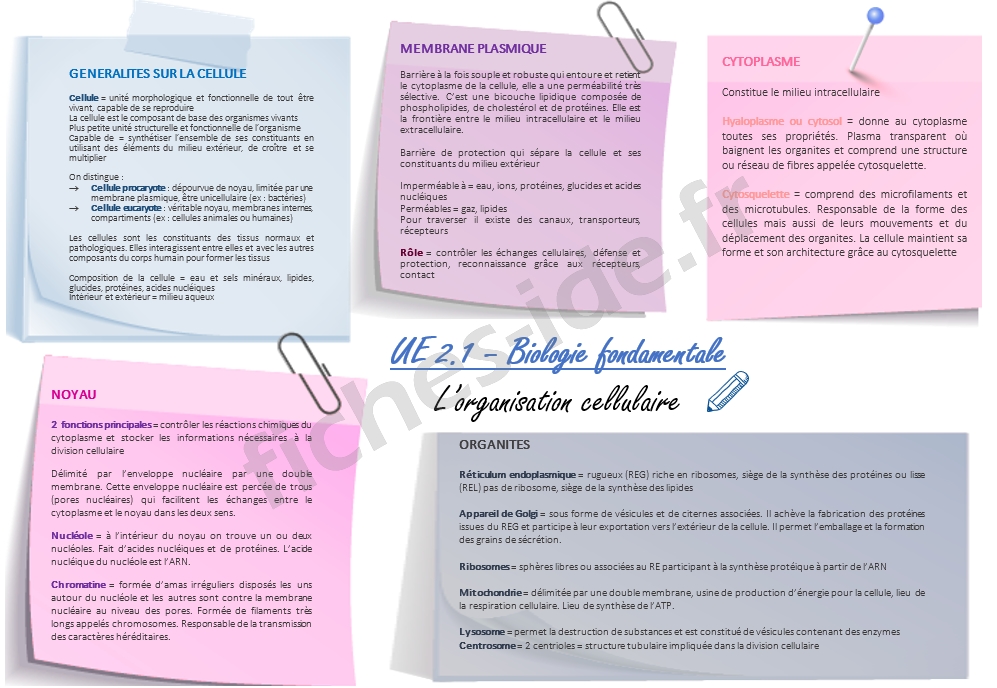 l'organisation cellulaire