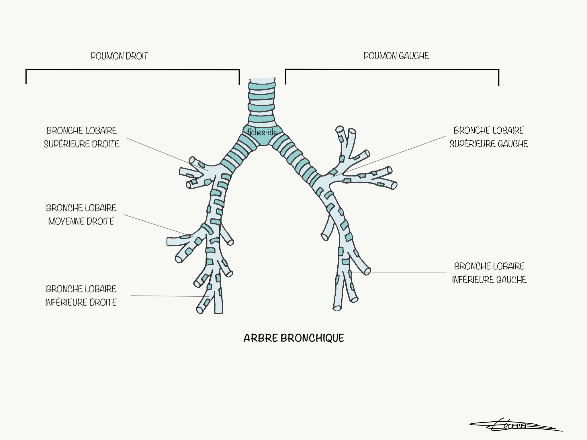 arbre bronchique – arbre bronchique schéma – Mcascidos
