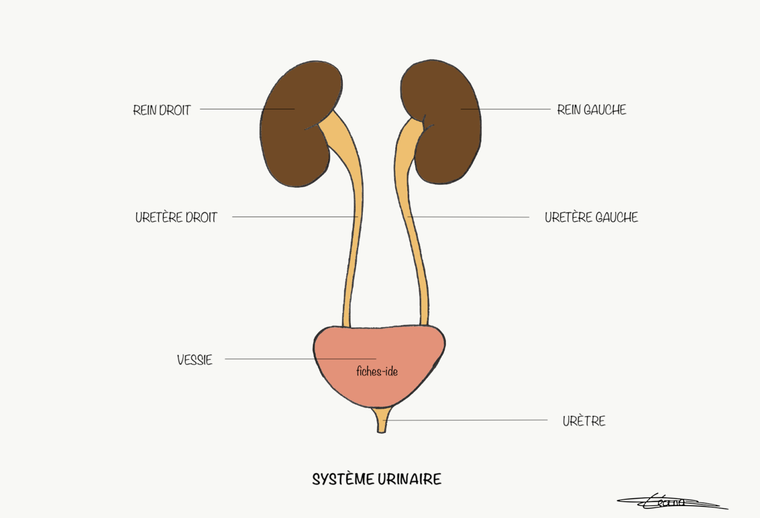 Système urinaire Fiches IDE Système urinaire Fiches IDE