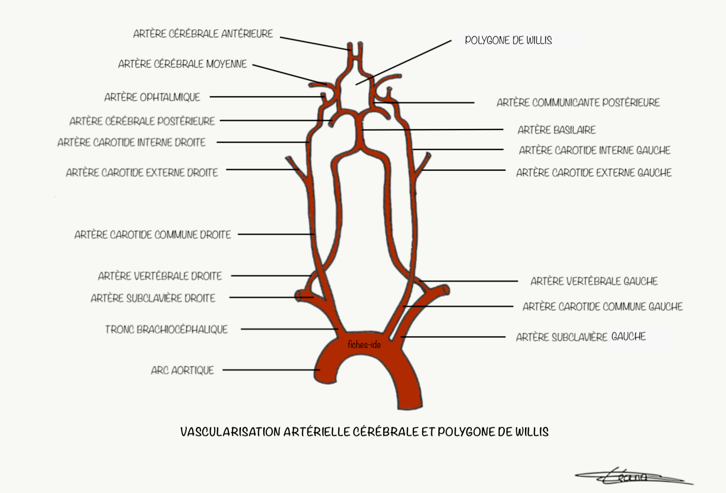 13.-Vascularisation-art%C3%A9rielle-c%C3%A9r%C3%A9brale-et-polygone-de-Willis-2.png