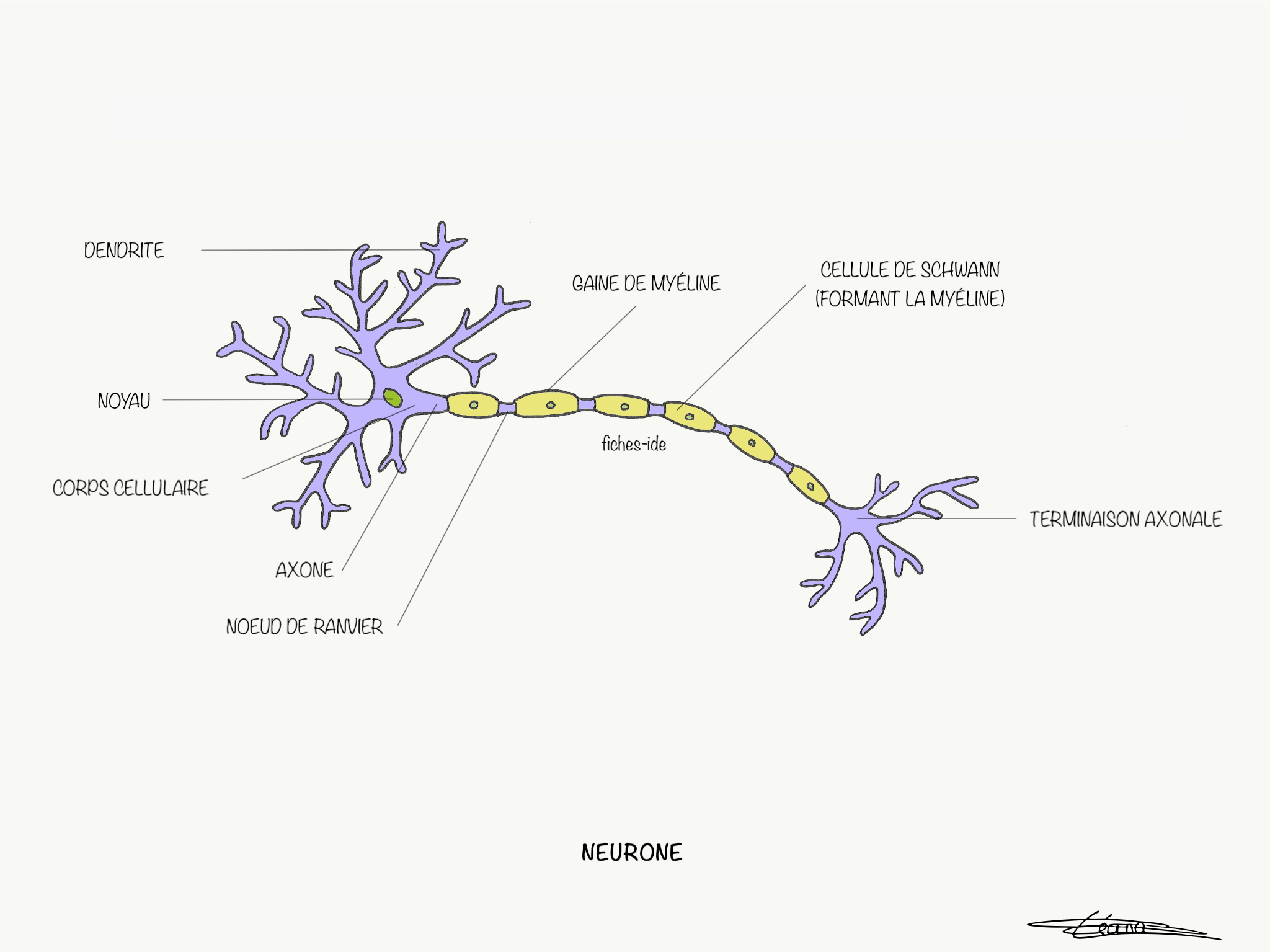 Sch ma D Une Cellule Nerveuse Neurone Synaptique RRUUZS