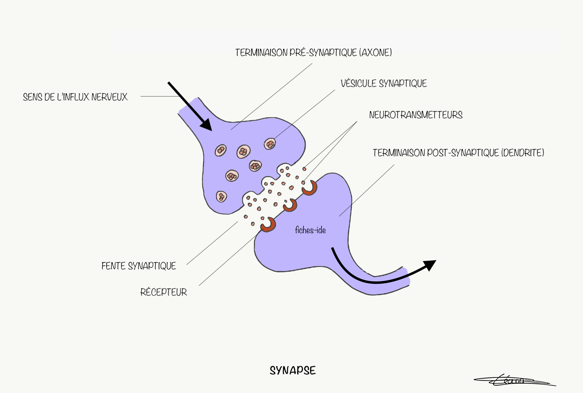 Anatomy Of The Synapse