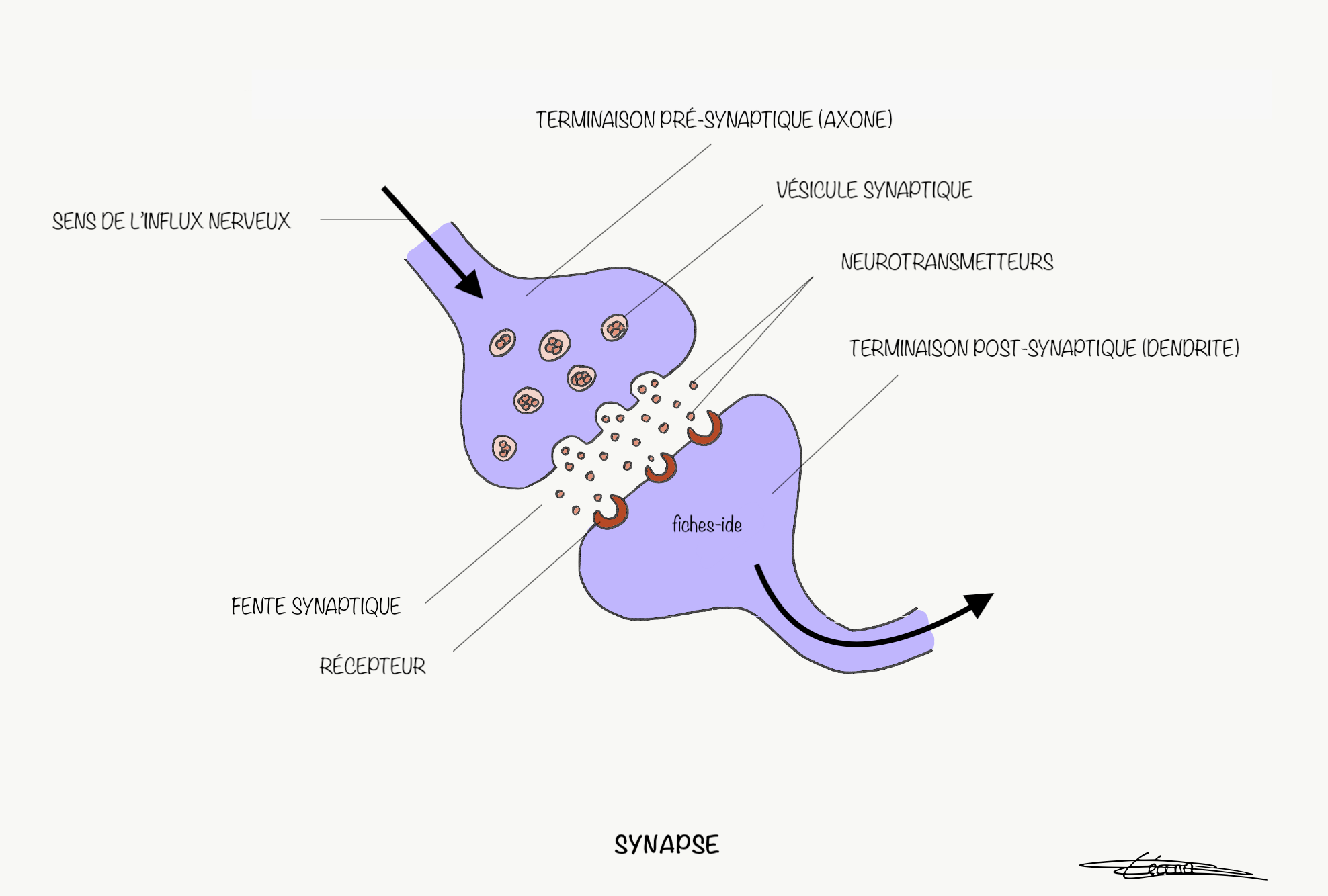 Sch ma D Une Synapse Neuromusculaire BNZPIB