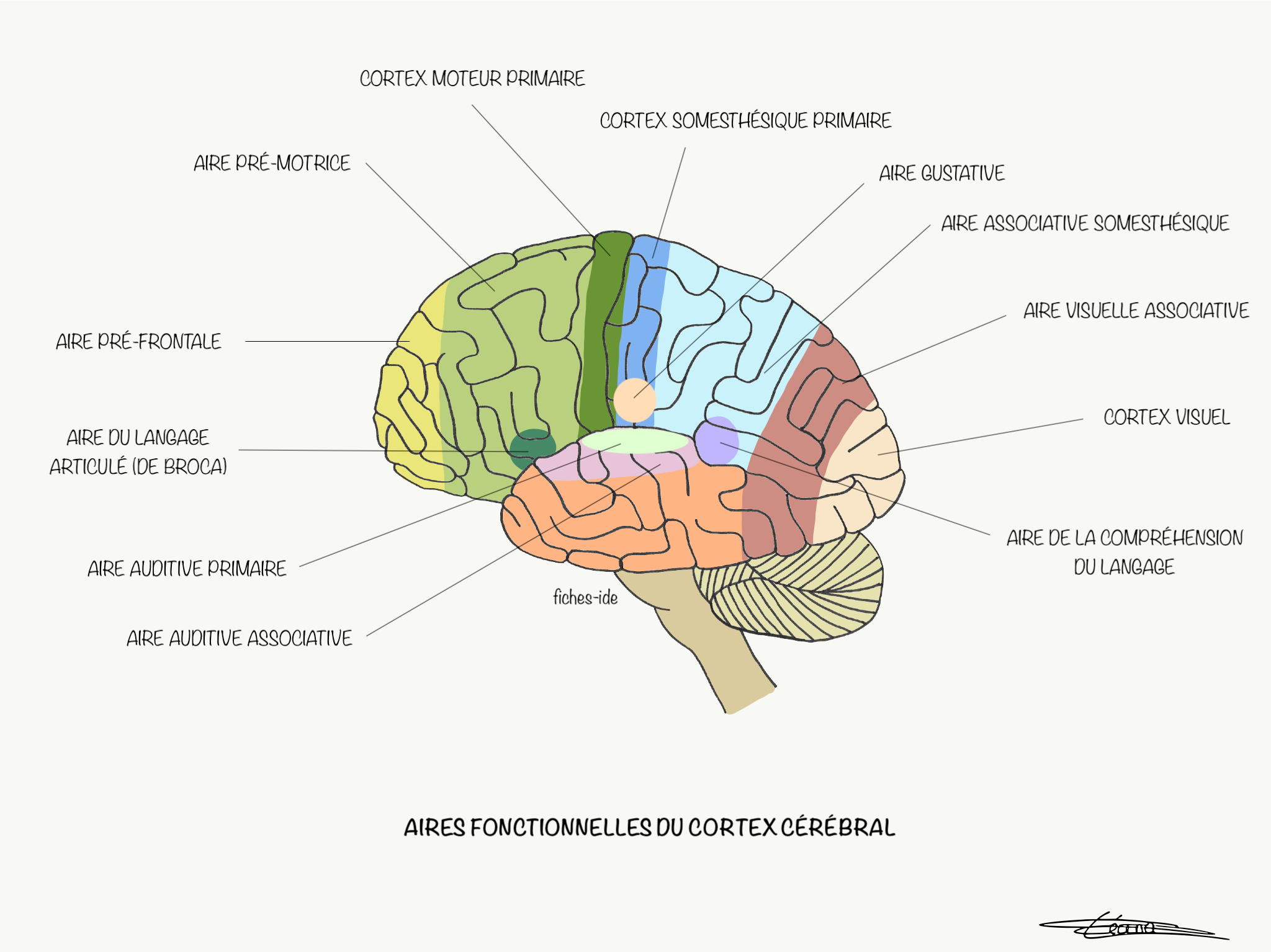 Les Aires Du Langage Aire De Broca Sch ma LIHS Les Aires Du Langage Aire De Broca Sch ma LIHS