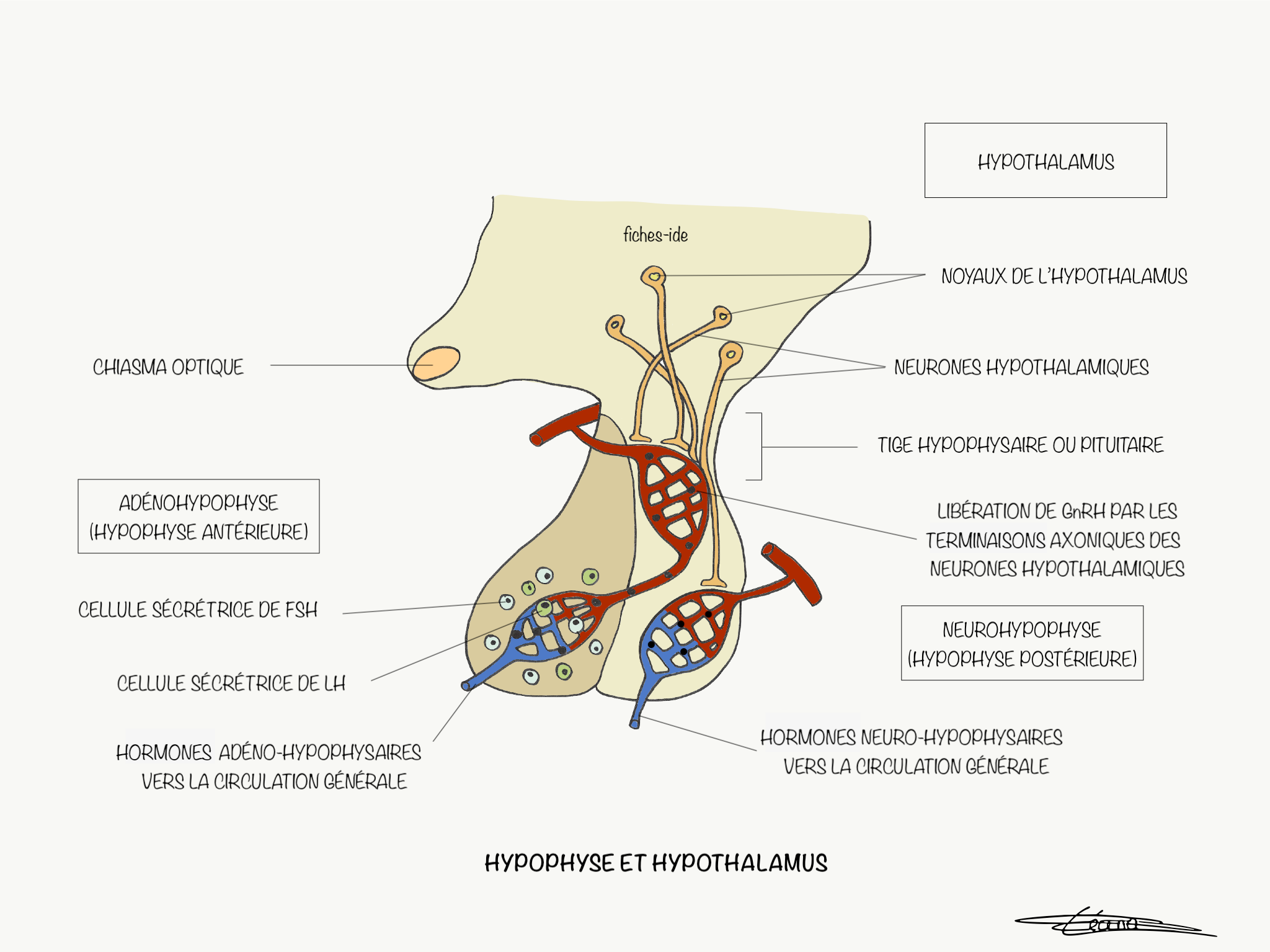 Hypophyse Et Hypothalamus Fiches IDE Hypophyse Et Hypothalamus Fiches IDE