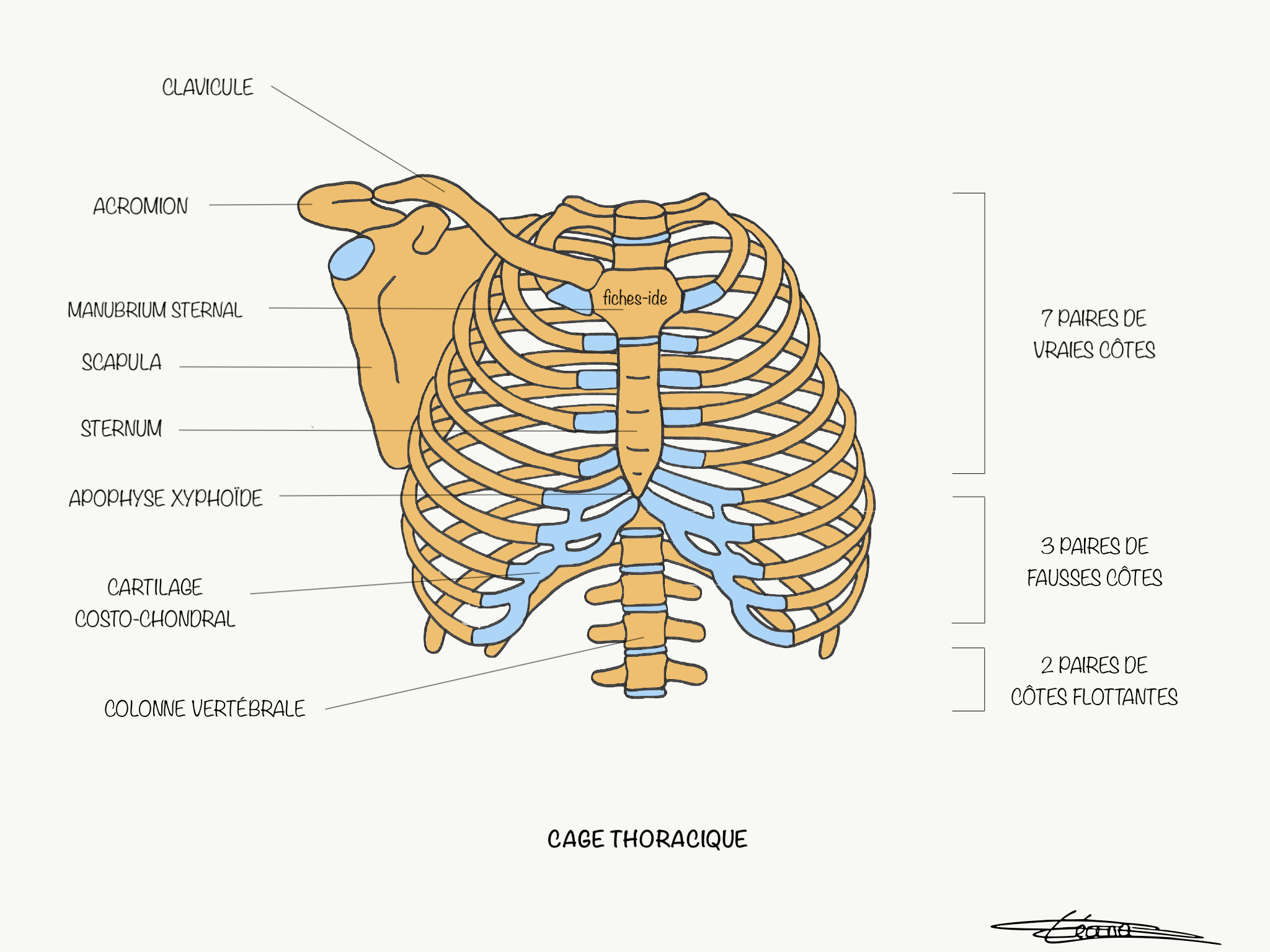 Cage Thoracique Douloureuse Cage Thoracique Anatomie Pathologies Cage Thoracique Douloureuse Cage Thoracique Anatomie Pathologies