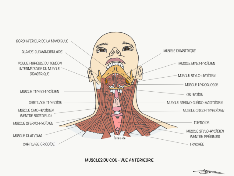Muscles du cou vue antérieure Fiches IDE