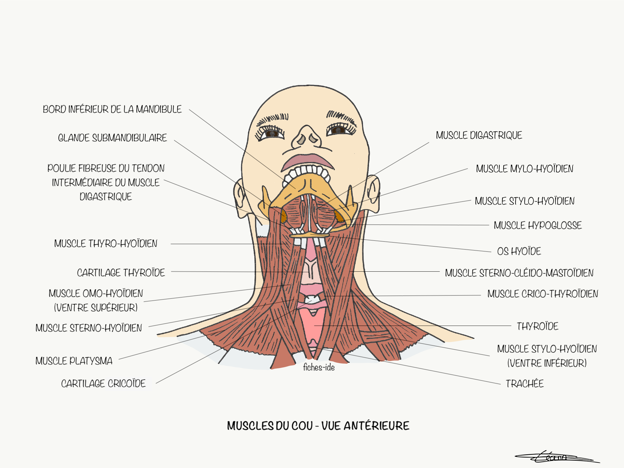 Muscles du cou vue antérieure Fiches IDE