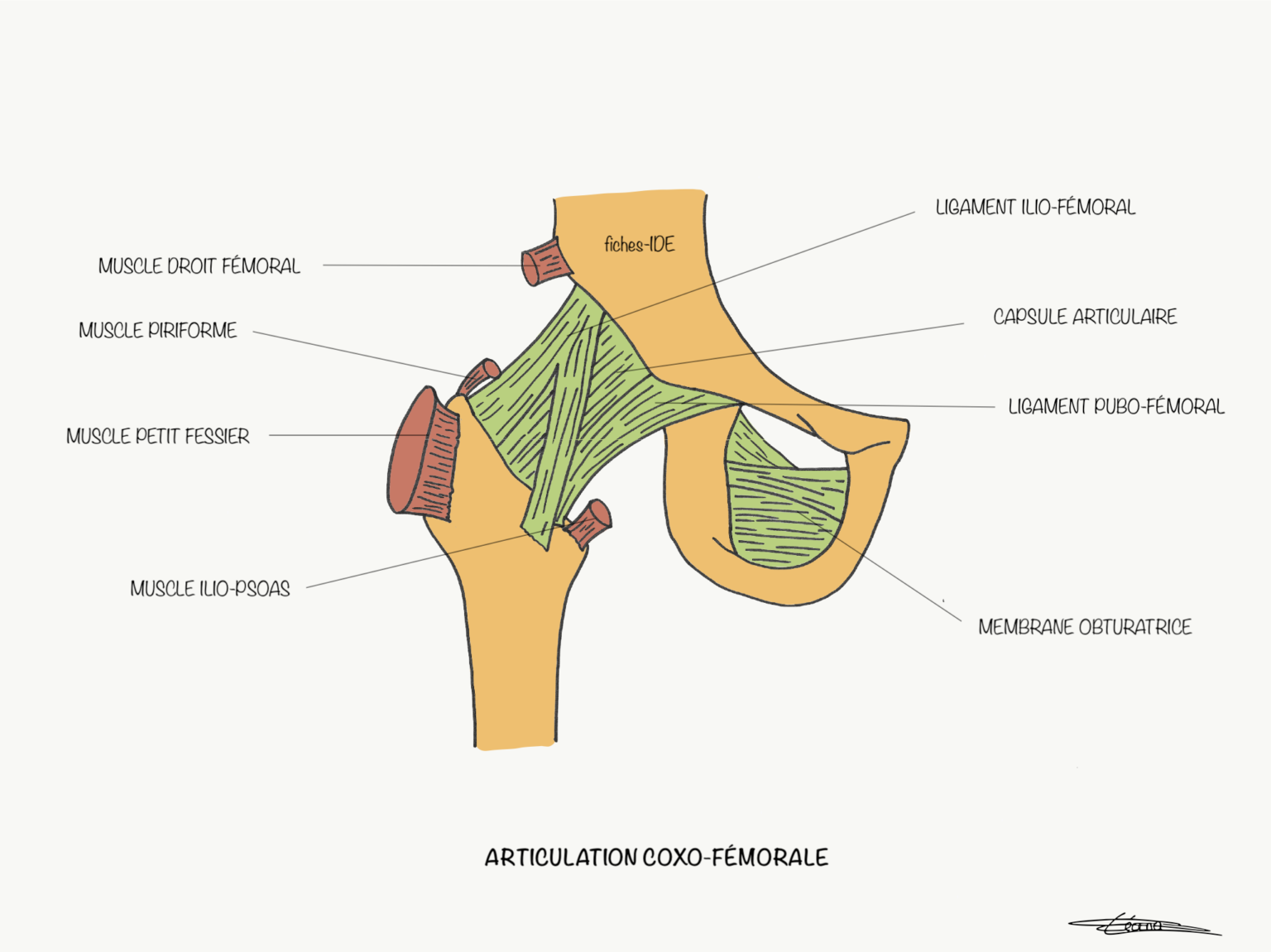 Articulation coxofémorale Fiches IDE