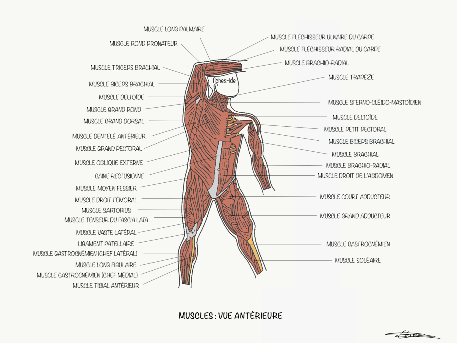 Sch ma Muscles Simple Les Muscles Humains FPBDD sch-ma-muscles-simple-les-muscles-humains-fpbdd
