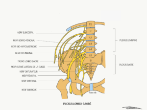 plexus lombo-sacré