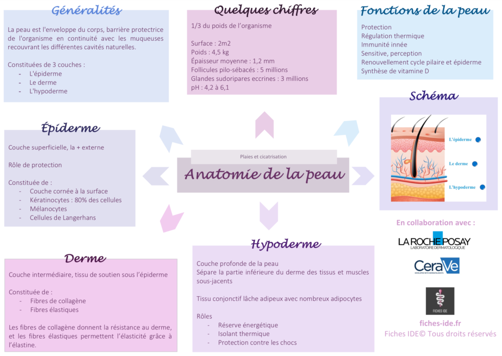 anatomie de la peau