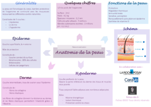 anatomie de la peau