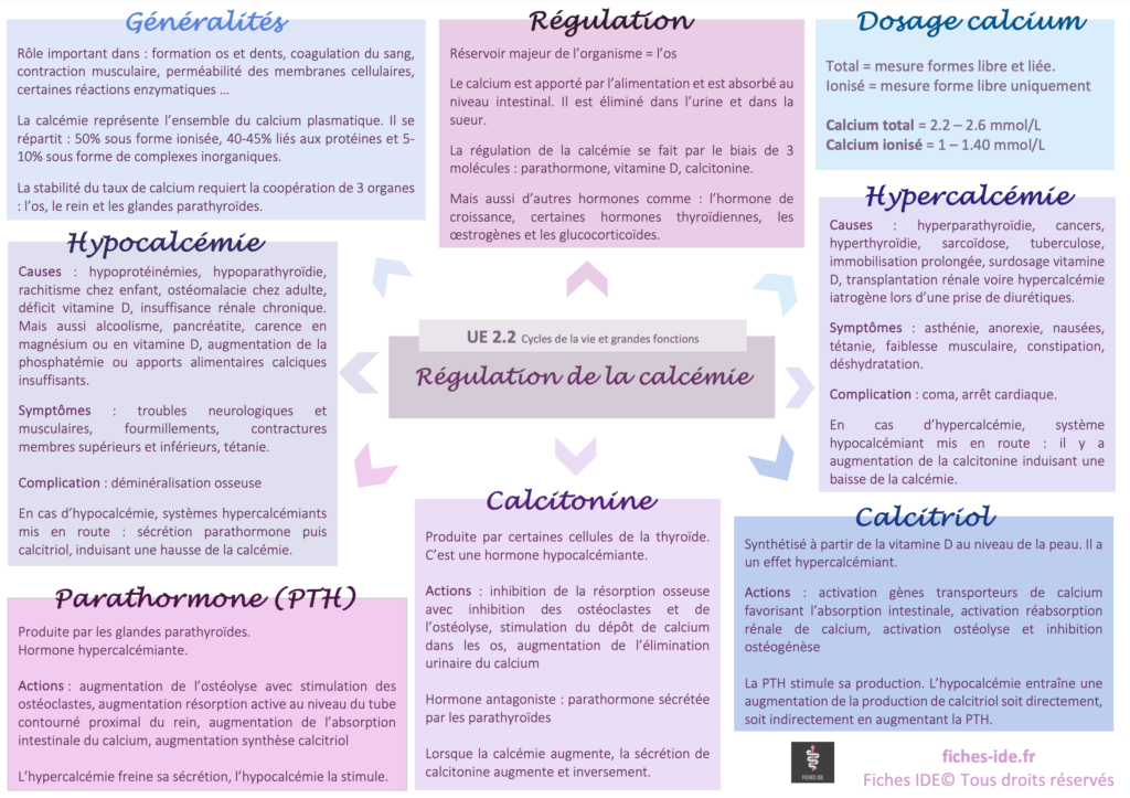 régulation de la calcémie
