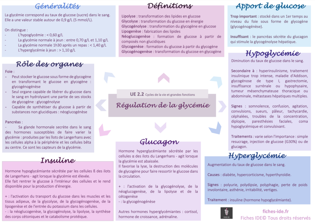 régulation de la glycémie