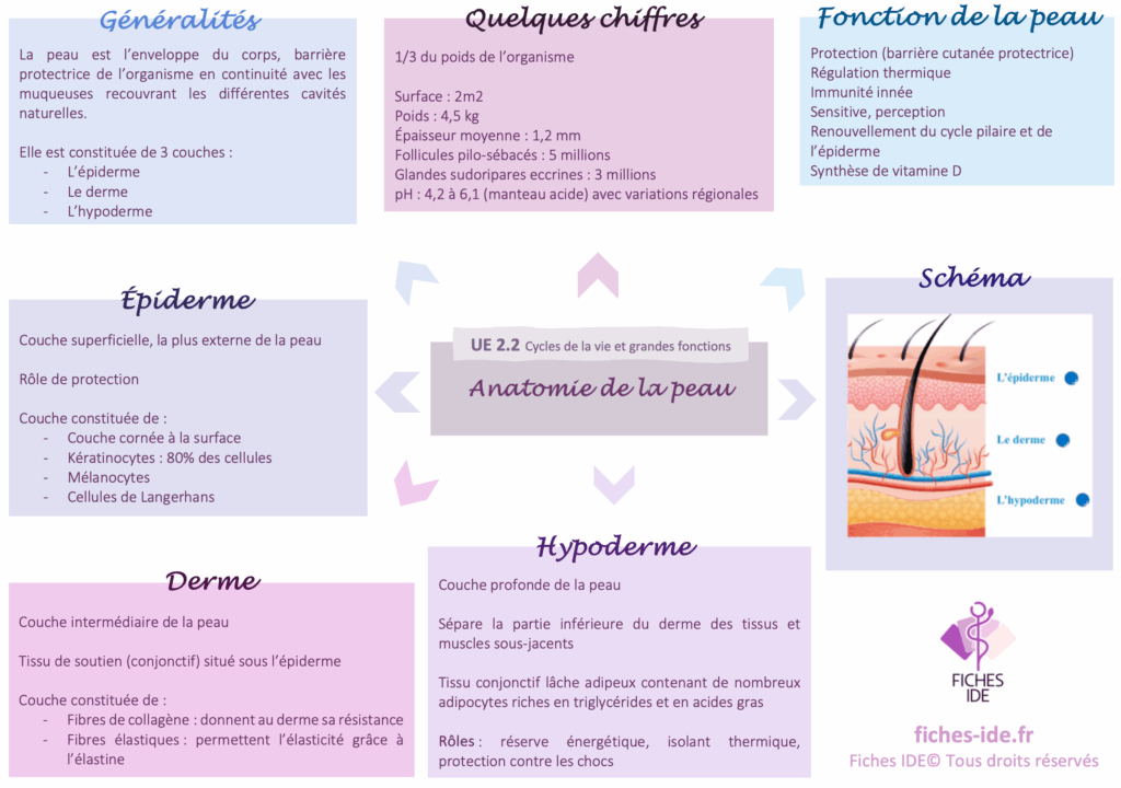 anatomie de la peau