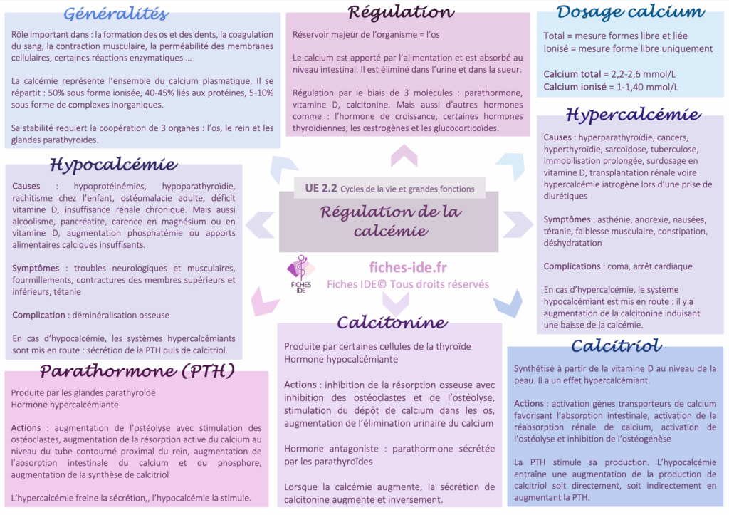 Régulation de la calcémie
