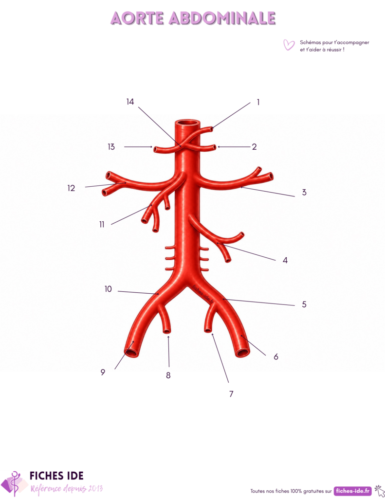 schéma à légender aorte abdominale