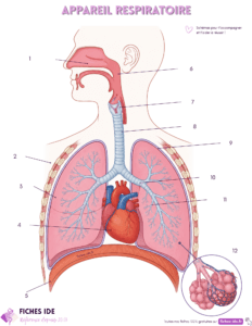 Schéma de l'appareil respiratoire à légender