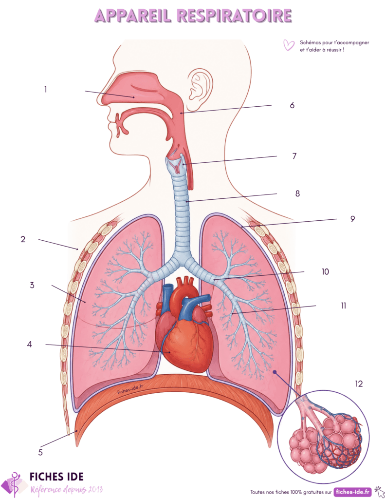 Schéma de l'appareil respiratoire à légender