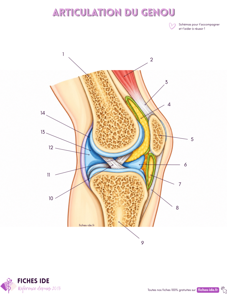 articulation du genou à légender
