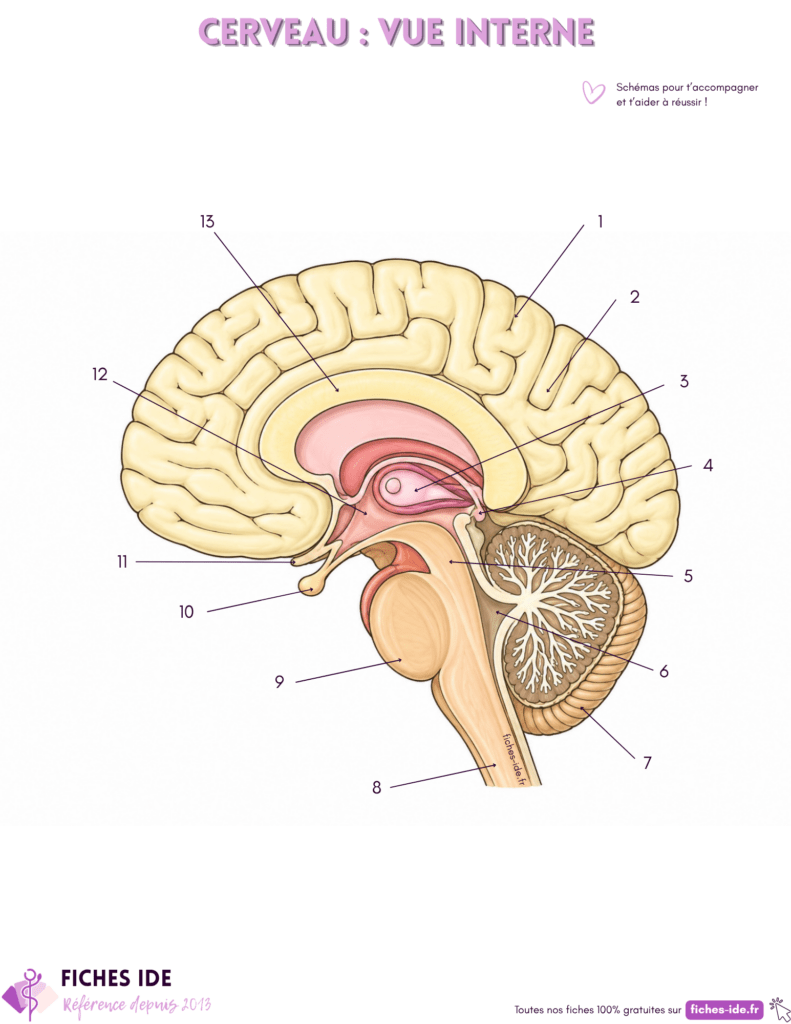 Cerveau vue interne à légender