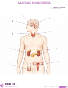 Schéma des glandes endocrines à légender
