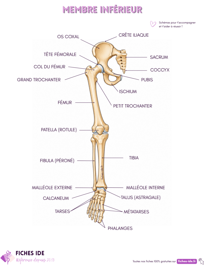 schéma d'anatomie du membre inférieur