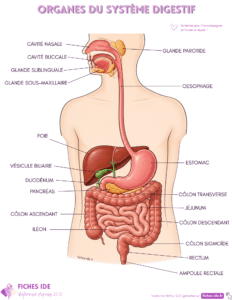 organes du système digestif