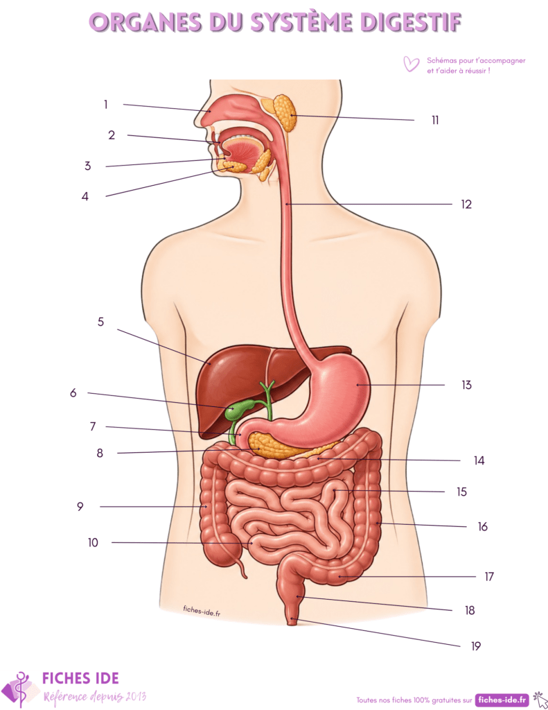 Organes du système digestif à légender