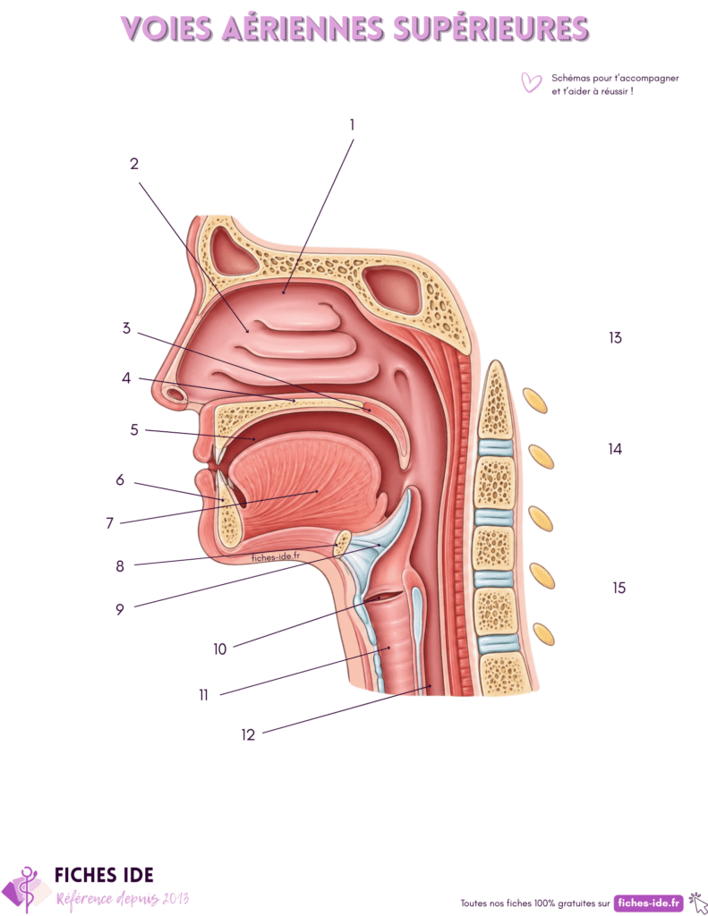 Schéma à légender des voies aériennes supérieures