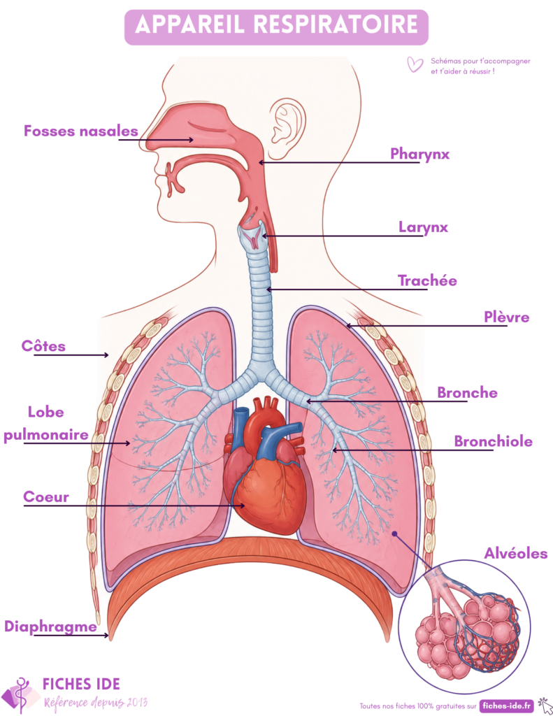 appareil respiratoire