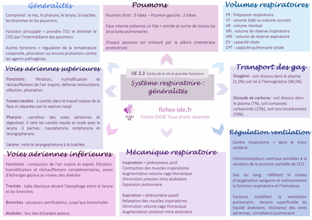 système respiratoire