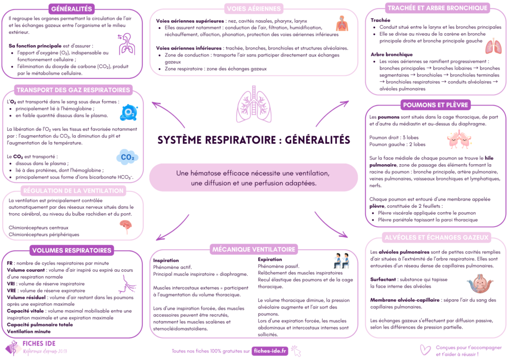 système respiratoire