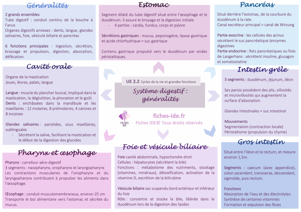 système digestif