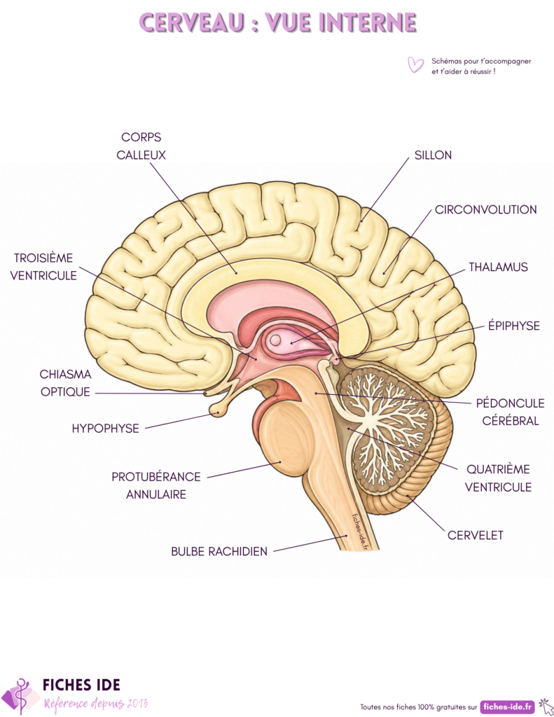 cerveau vue interne