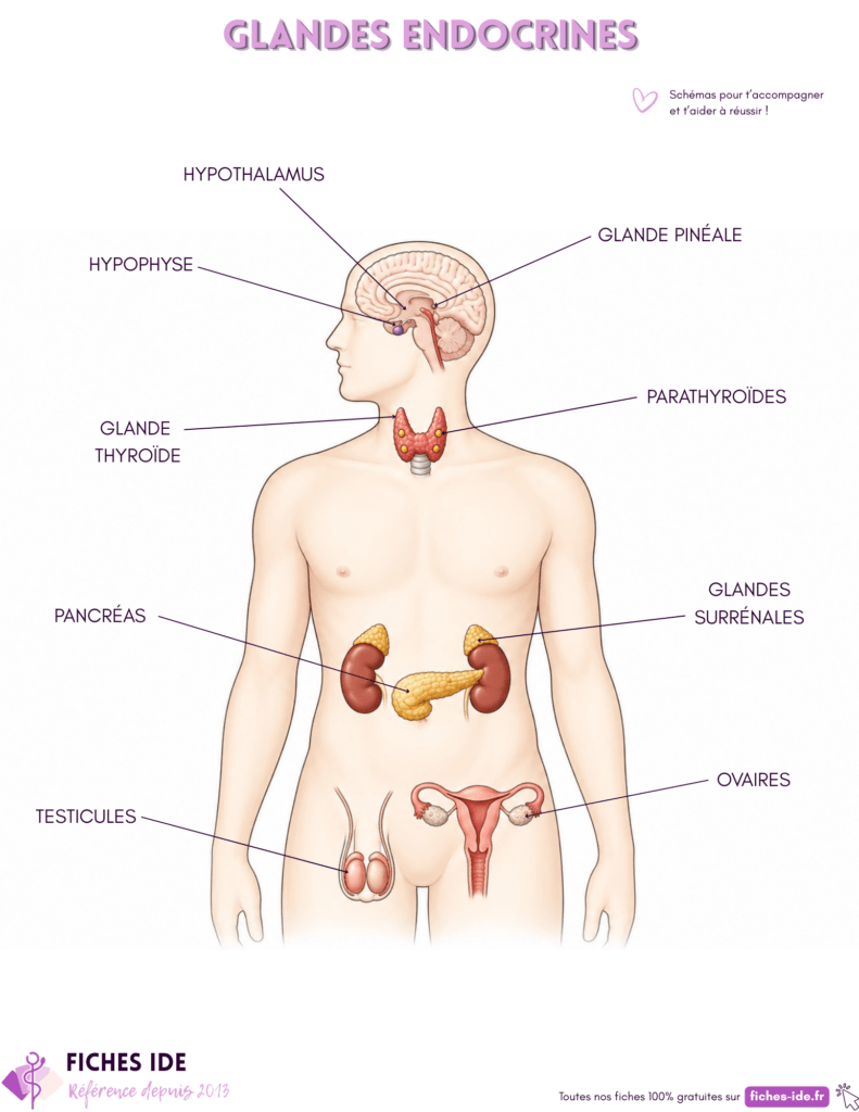 glandes endocrines