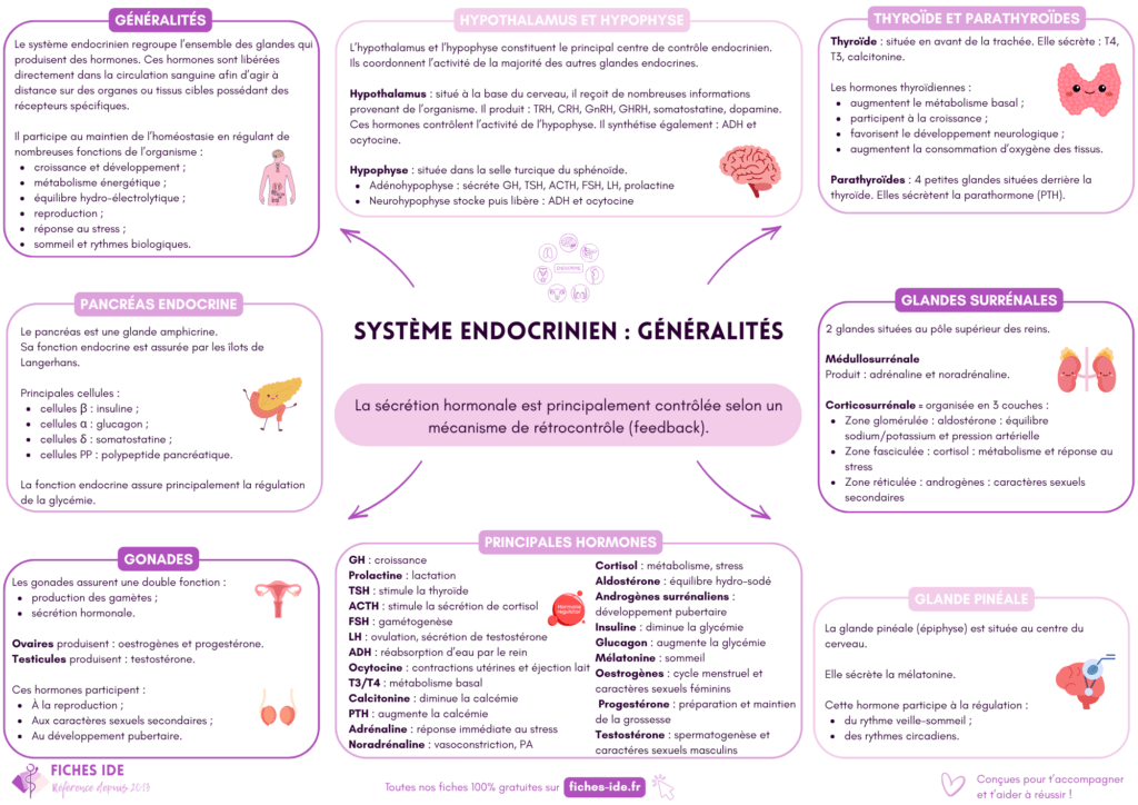 système endocrinien