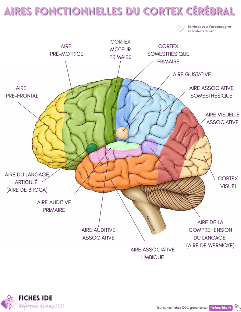aires fonctionnelles du cortex cérébral