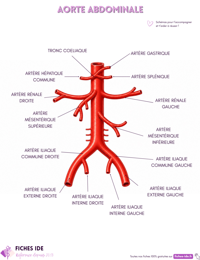 schéma de l'aorte abdominale