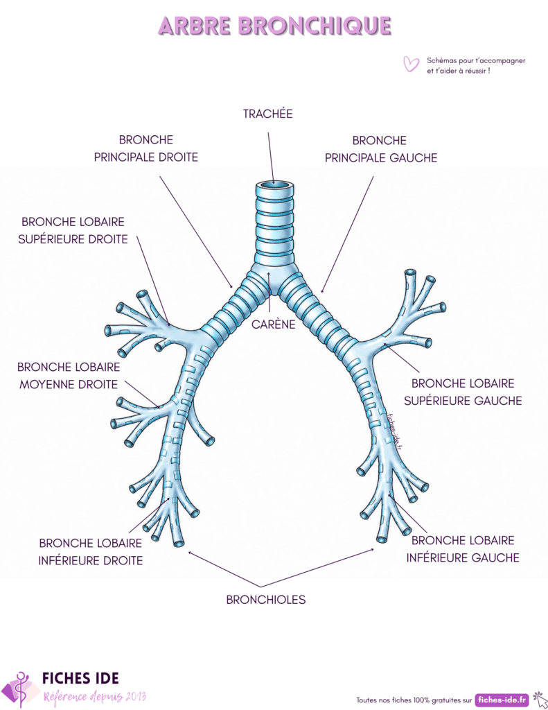 Schéma de l'arbre bronchique