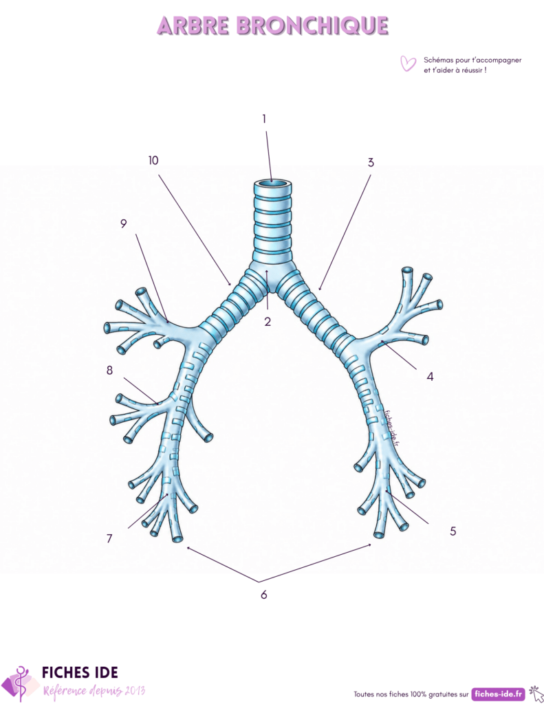 Schéma de l'arbre bronchique à légender