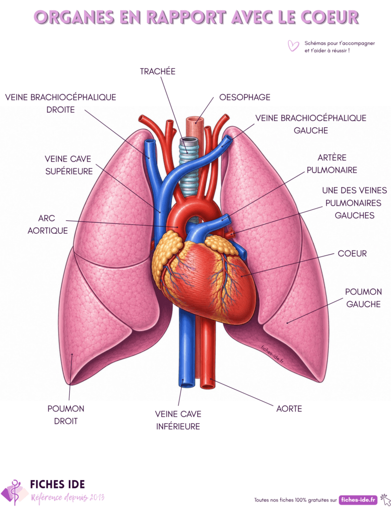 organes en rapport avec le coeur