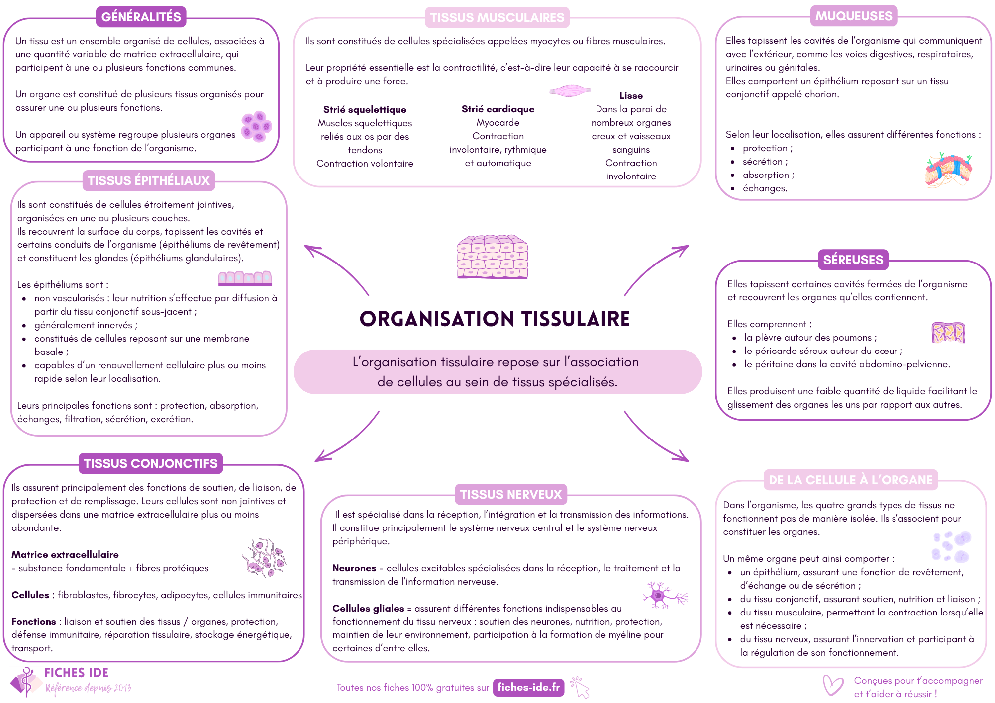 organisation tissulaire